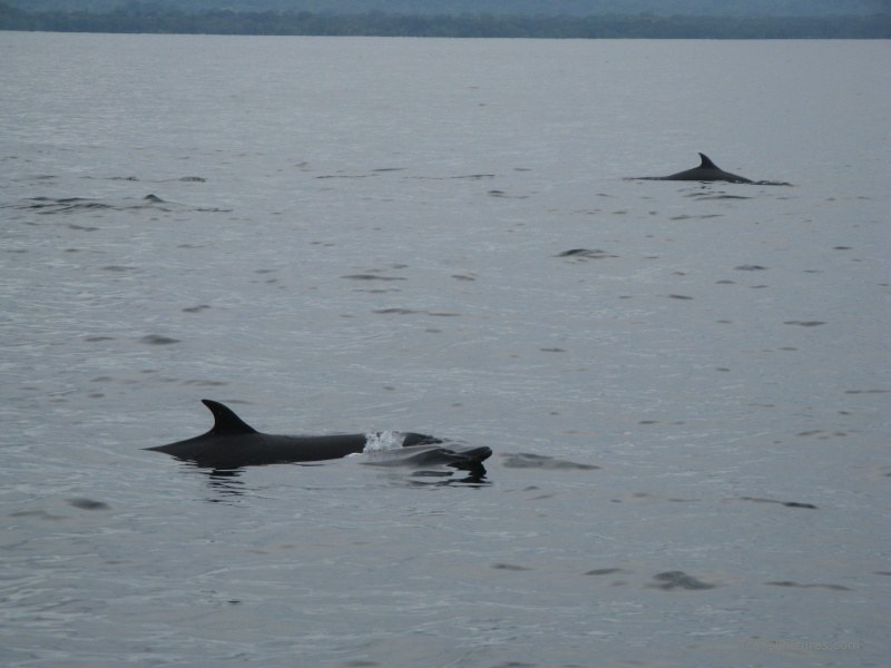 Golfito dolphins dolphin